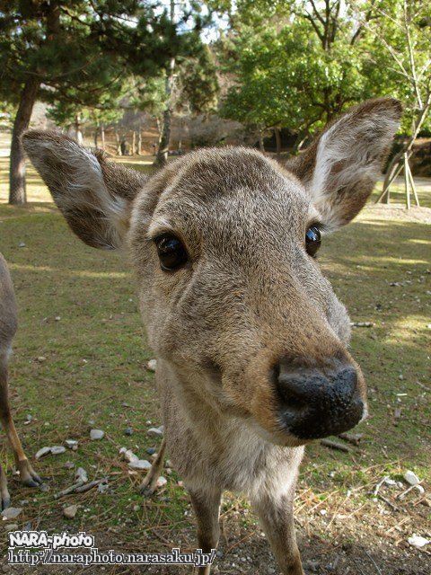 ダマジカ