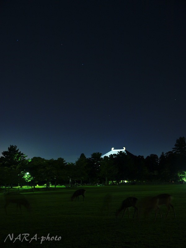 奈良公園で星見 Vol 31 夜の鹿と北斗七星 東大寺大仏殿 しかふぇち