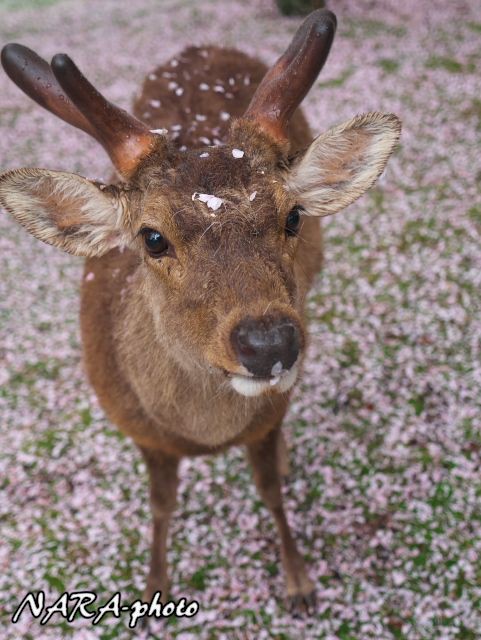 はなはな鹿ちゃん17 Vol 6 お返しだ しかふぇち Nara Photo Blog