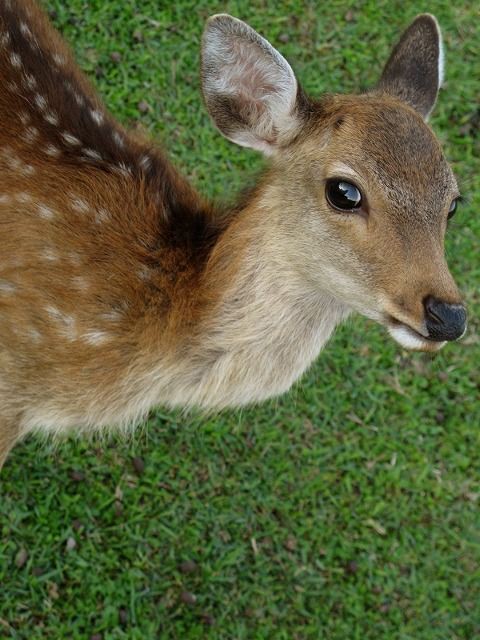 子鹿 バンビ 物語11 Vol 33 飛火野の子鹿ちゃん しかふぇち Nara Photo Blog