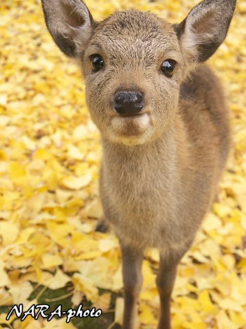 バンビー小鹿 子鹿（バンビ）物語2014 vol.46 落ち葉より