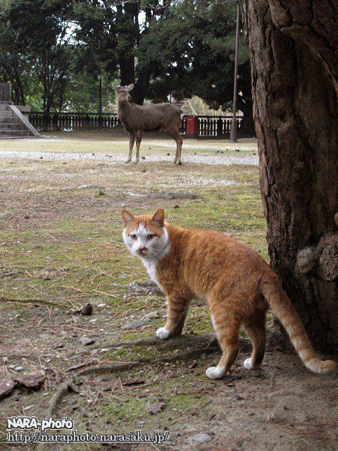 猫スナップ Vol 3 奈良公園界隈の猫たち しかふぇち Nara Photo Blog