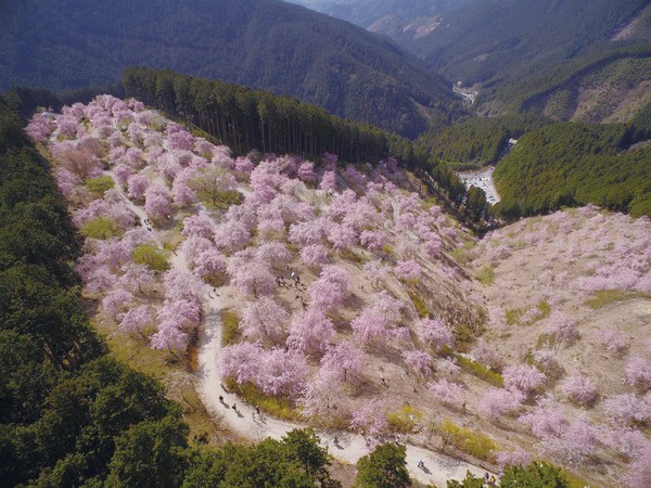 お花見に出かけよう 天空の庭 高見の郷 4 7 土 30日 月 祝 奈良県吉野郡東吉野村 奈良の地元情報を毎日更新 ならぷら