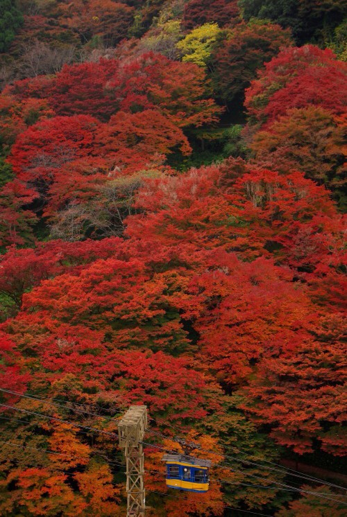 吉野山 七曲坂の紅葉 奈良雑記写真館 大和路点描