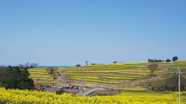 長崎鼻菜の花畑 大分県豊後高田市 けいそんぶらぶら Doraemonhand C6
