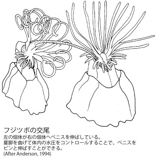 閲覧注意 フジツボの中身グロすぎ吐いたｗｗｗｗｗｗ なるほど速報