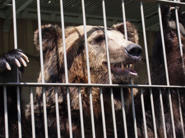 東武動物公園 大人のための飼育体験 Part1 ラファエル ダックス ソリッドブラックのblog