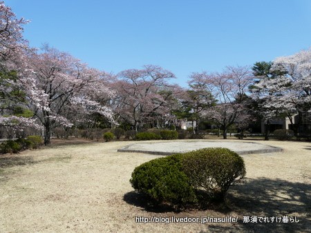 黒磯公園の桜 那須でれすけ暮らし