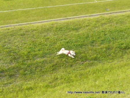 みちのく犬連れ旅行6 根崎公園 函館 那須でれすけ暮らし