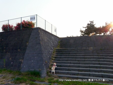 みちのく犬連れ旅行6 根崎公園 函館 那須でれすけ暮らし