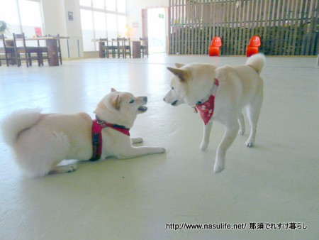みちのく犬連れ旅行9 函館 犬cafeで遊ぶ 那須でれすけ暮らし