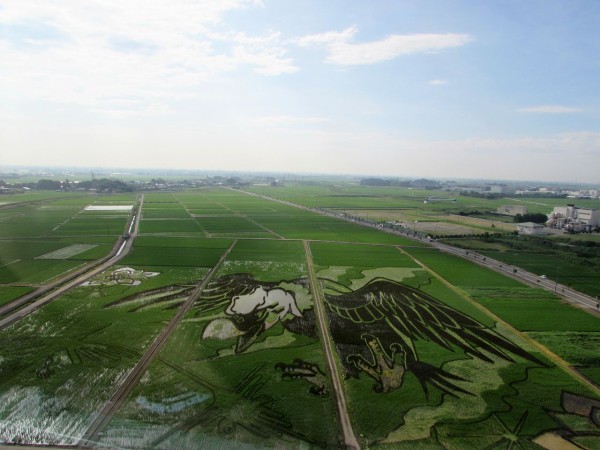 行田の田んぼアート 大いなる翼とナスカの地上絵 居場所と出番のあるまち