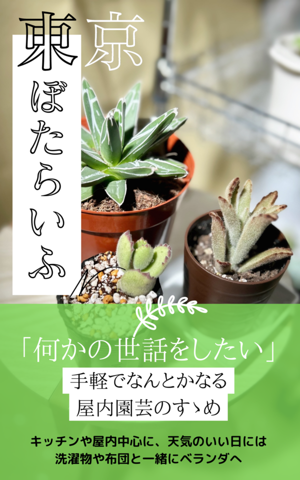 東京ぼたらいふ】10/1時点の我が家の植物たち【多肉植物メイン】 : N-log【東京ぼたらいふ=ボタニカルライフ】