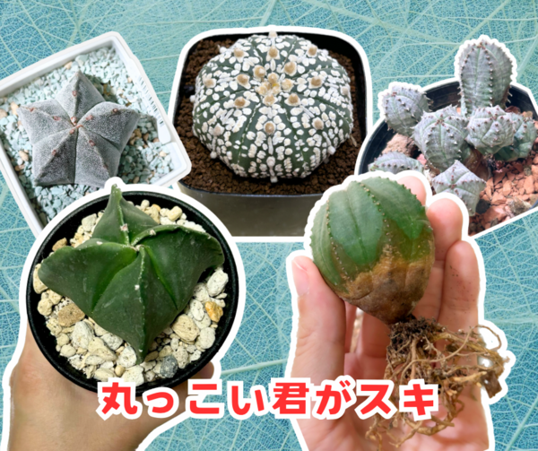 サボテン・ヌーダムブランチゴリゴリ