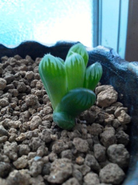 ハオルチアオブツーサの水やりタイミングを計る こそっと菜園