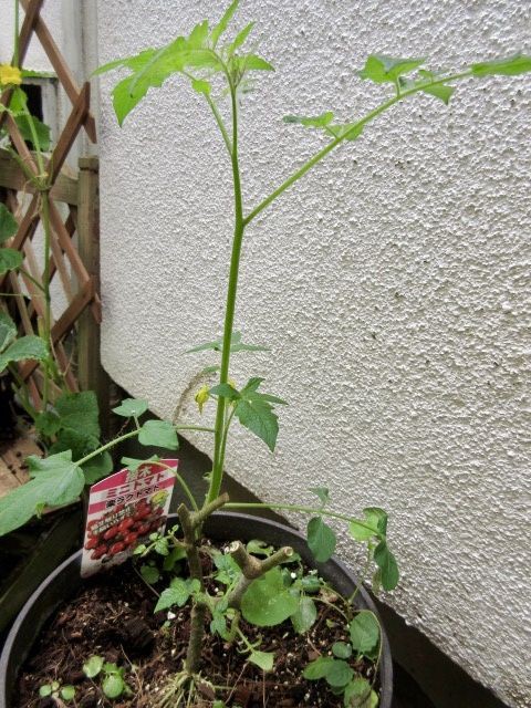 楽らくトマトは切り戻し こそっと菜園