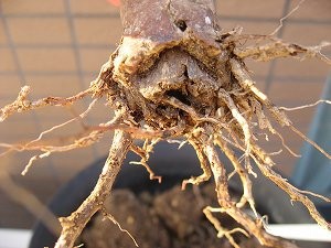 09年4月下旬 冬越し失敗 プルメリア Donald Angus 2号 残念 一期一会 見逃すな