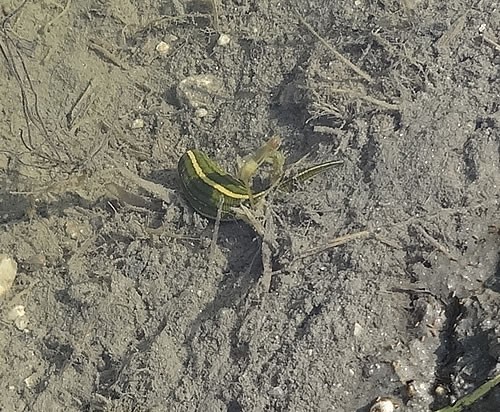 田んぼ 水田 内に生息するヒル 愛知の田舎で古民家暮らし