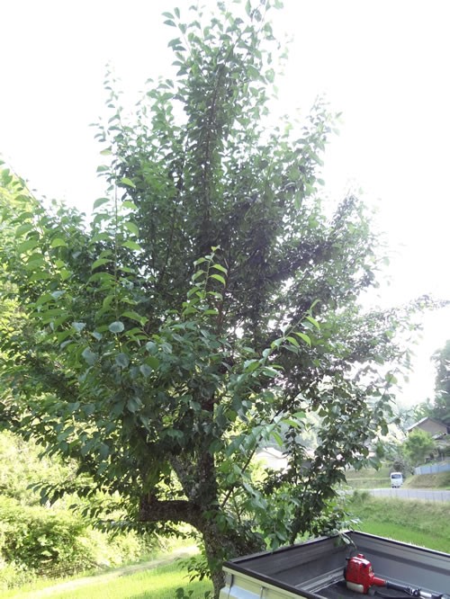 古木の梅の木に実がなる 愛知の田舎で古民家暮らし