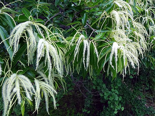 栗の花が満開 愛知の田舎で古民家暮らし