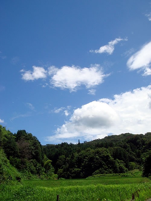 夏 田舎の空は澄み通る青い空に白い雲と稲の緑 愛知の田舎で古民家暮らし