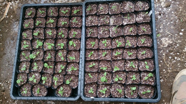 食用ほおずき苗植え替え 今日の畑 ヤマザキ農園