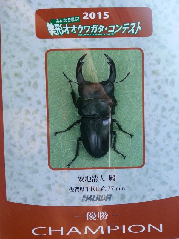 BE KUWA 美形オオクワガタコンテスト優勝楯が届きました