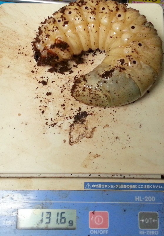 OAKS血統ヘラクレスヘラクレス3令初期〜中期幼虫各種