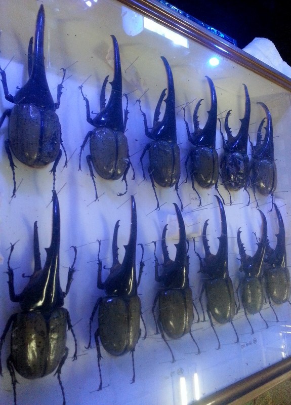 OAKS血統 ヘラクレス T-117・T-115標本 到着しました。 : natural field