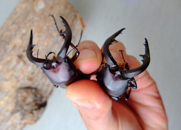 クロシマ、ヤクシマノコギリ/ヤマトサビ羽化状況 : natural field