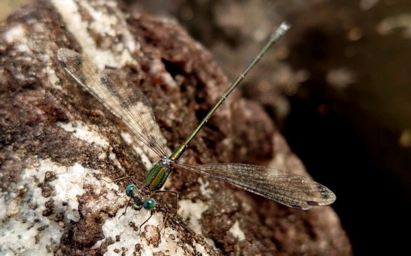最近の出来事・・コケ山・その他🍺HirokA氏と : natural field