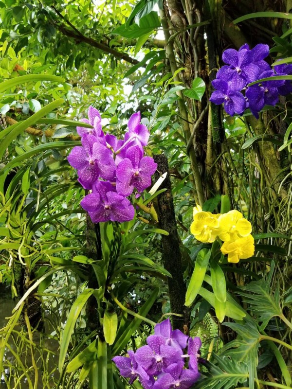 植物園の花を訪ねて １ バンダ ヒスイカズラ ナチュラリスト知の迷宮