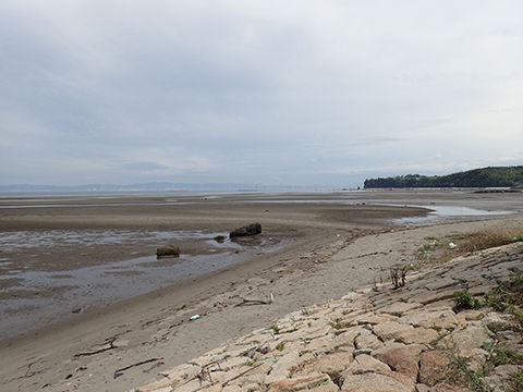 別府湾に流れ着いた流木 - その他