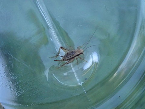 9月15日 日 は月例ハイキング 鳴く虫を楽しもう です 大阪市立自然史博物館友の会