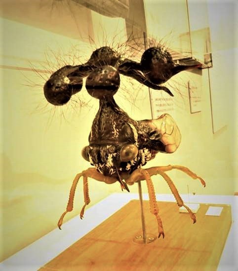 ロクロクビオトシブミ　標本 ロクロクビオトシブミ・川崎悟司イラスト集