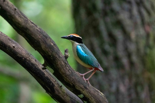 ヤイロチョウ 魚が主食