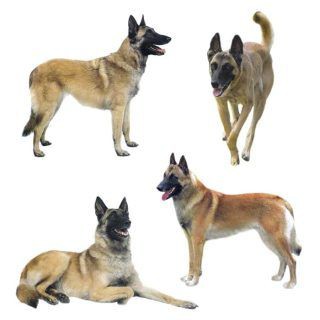 犬のdnaテスト さてさてヤナは何犬の血が混ざっているのかな Simply Style Kl 犬のdnaテスト さてさてヤナは何犬の血が混ざっているのかな Simply Style Kl