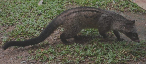 幻のコーヒー コピ ルアク でもお馴染みジャコウネコが庭にやってきた Simply Style Kl