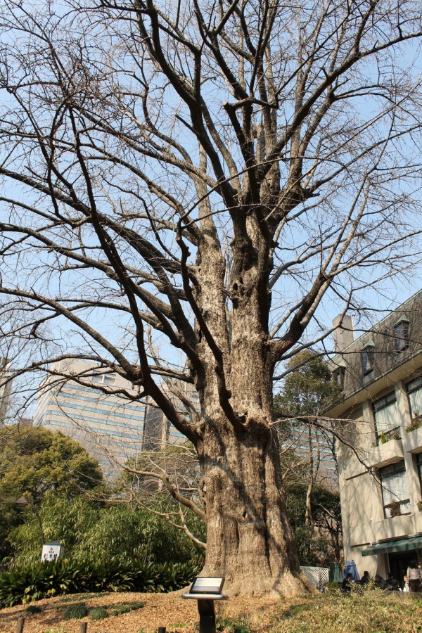 パワースポット 首かけイチョウ 日比谷公園 犬が西向きゃ 猫は東