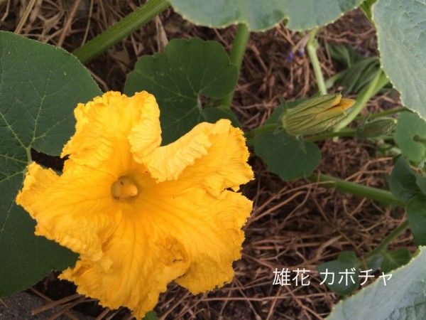 カボチャの花が咲く 年を刻む 年輪