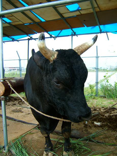 徳之島伝統文化ワイド祭りイン福岡 闘牛フェスティバル 古跡探訪録
