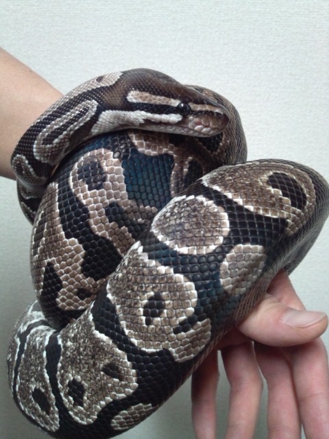 ボールパイソン ハンドリング 今日もテキトーに