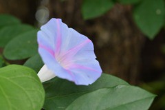 朝顔さん 小さくなりました 猫の時間 しなじく