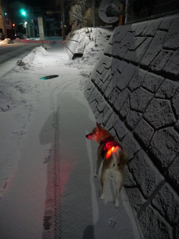 雪渡りの世界 柴わんこと暮らす日々 雪渡りの世界 柴わんこと暮らす日々