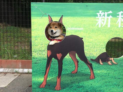 唖然 女子中学生が500匹の金魚を学校のプールに放流し大騒ぎ 金魚と一緒に泳ぎたかった Newsぽけまとめーる