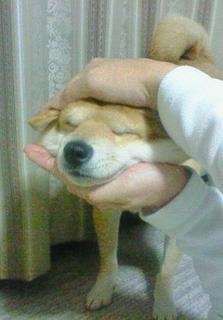 わんこ画像ネタ ごすずん イジメ 躾け いいえ 可愛いからこそです ネタを探して三千ページ わんこ画像ネタ ごすずん イジメ 躾け いいえ 可愛いからこそです ネタを探して三千ページ
