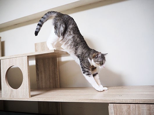 にゃんだに邪魔されながらできたどー！！ : ねこ3生活