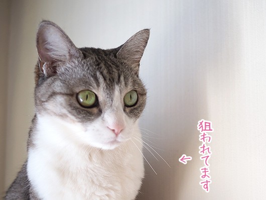 ３coinsで見つけた開運宝物入れ ねこ３生活 Powered By ライブドアブログ