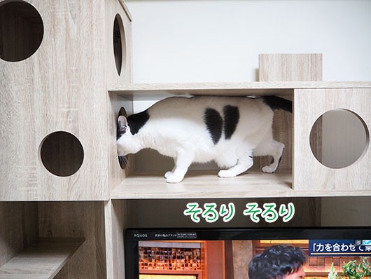 にゃんだに邪魔されながらできたどー！！ : ねこ3生活