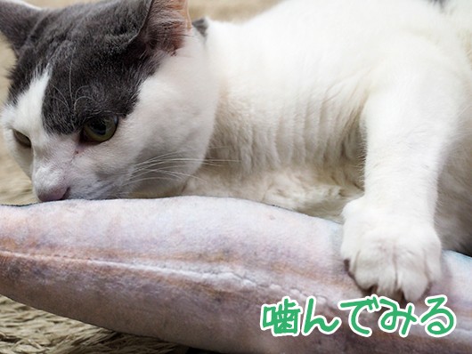 けりぐるみの正しい使い方 ねこ３生活 Powered By ライブドアブログ